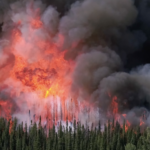 A wildfire happening in a forest